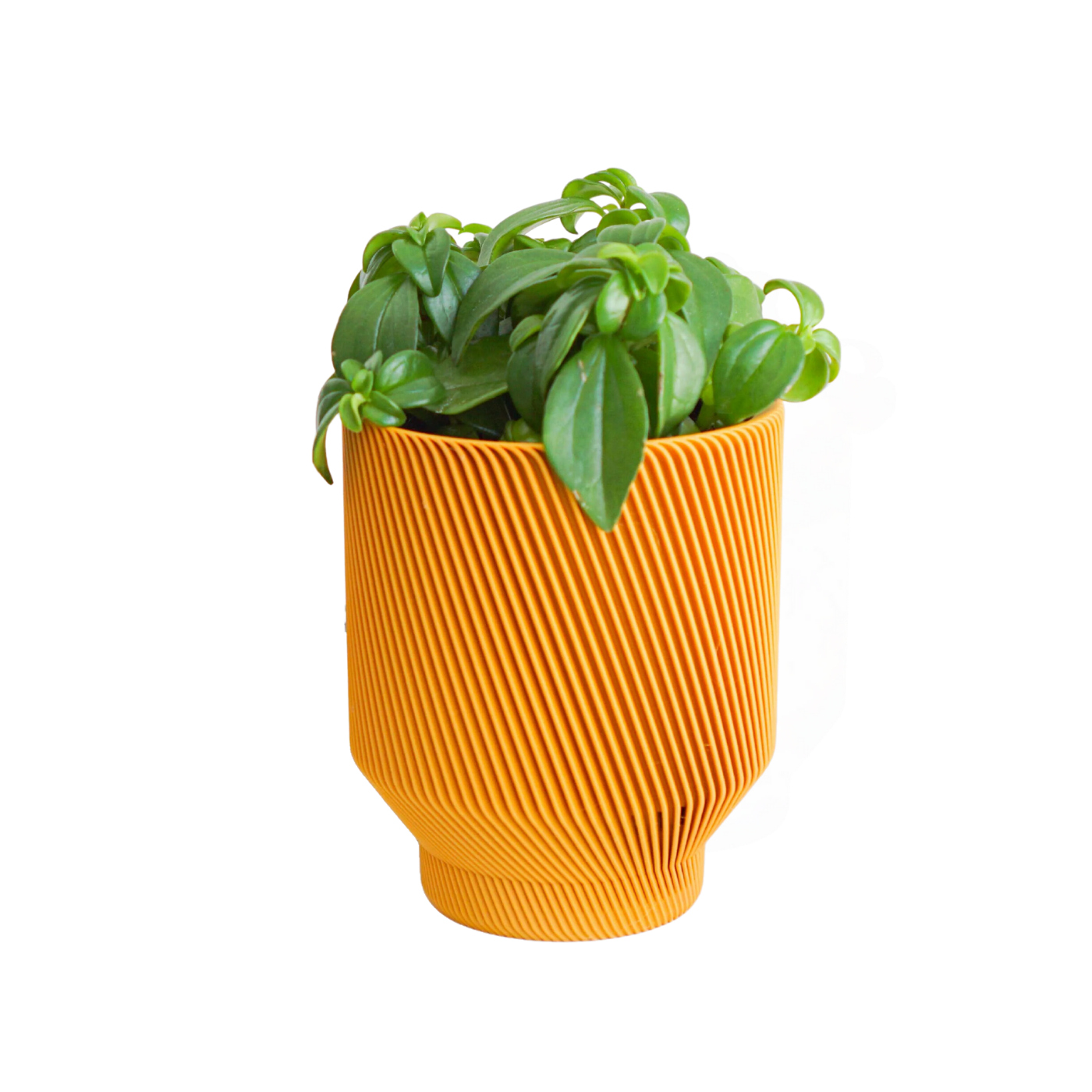 Spruce Planter