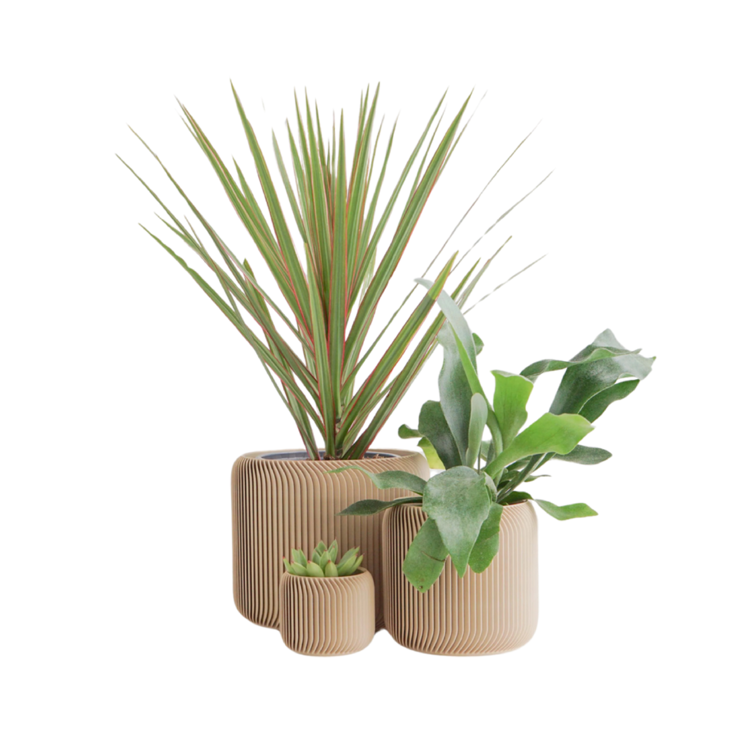 Pine Planter