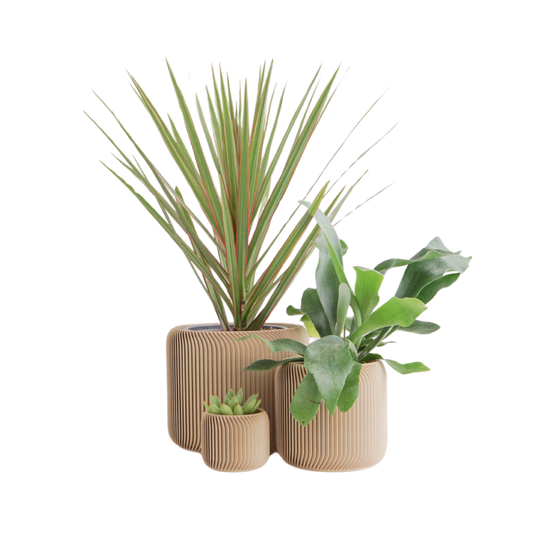 Pine Planter